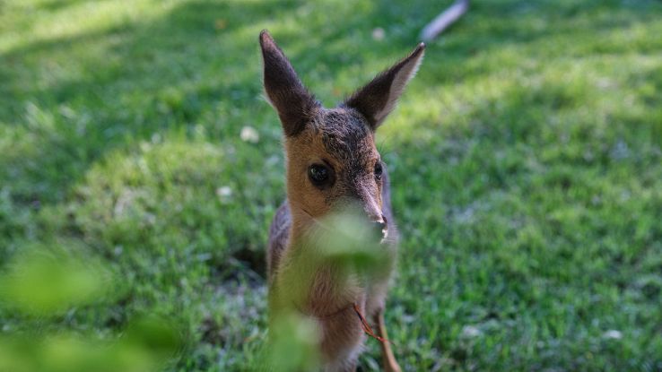 Cucciolo di capriolo trovato a Parma