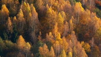 cosa fa diventare gli alberi marroni