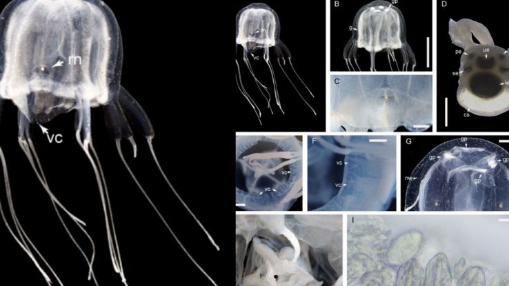 Scoperta nuova medusa
