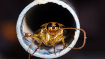 A Singapore hanno trovato una nuova specie di blatta