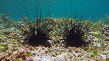 cosa uccide i ricci di mare nei Caraibi