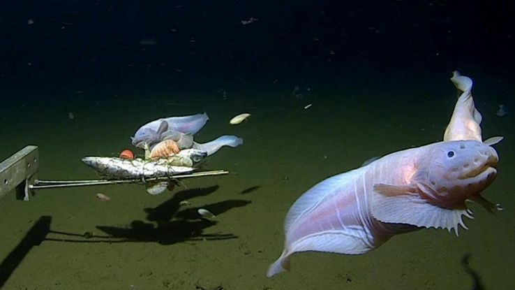 Pesce lumaca in profondità