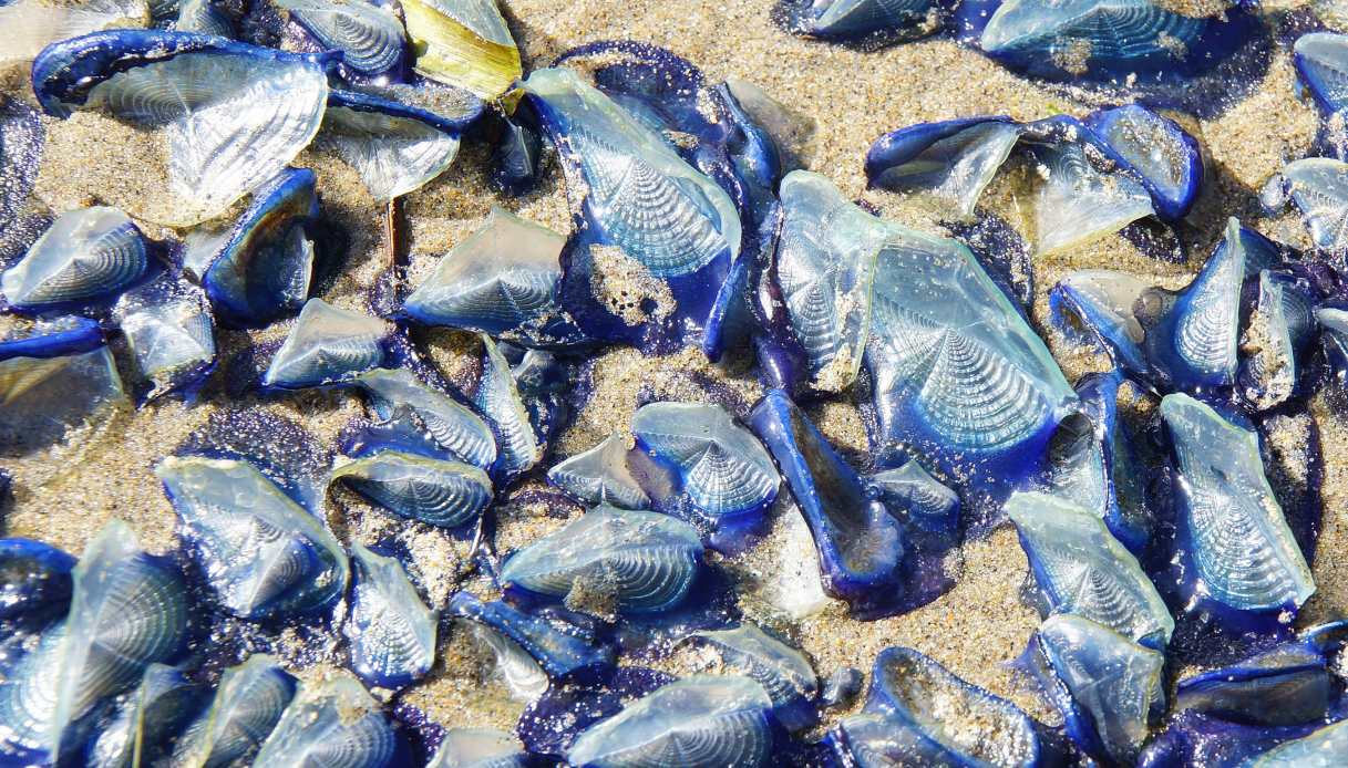 Velella velella, a estranha criatura que invadiu as praias