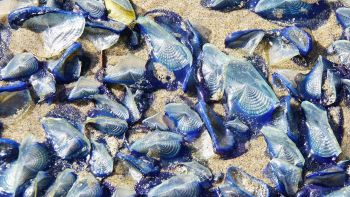 Velella Velella invade le spiagge