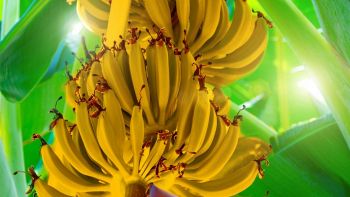 La prima banana geneticamente modificata