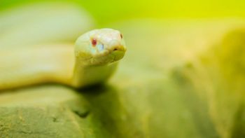 Esemplare di cobra albino