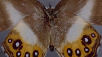Farfalla Saurona con macchie che somigliano all'occhio di Sauron de Il Signore degli Anelli