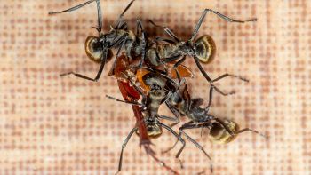 Le formiche hanno cambiato comportamento: che accede?