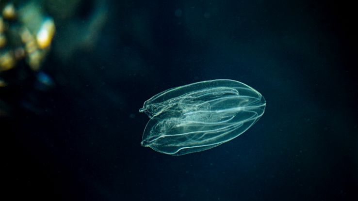 Animale gelatinoso che fluttua nell'acqua profonda