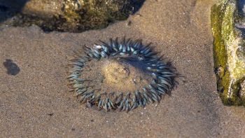 È stata scoperta una nuova specie di anemone in Giappone: le sue caratteristiche