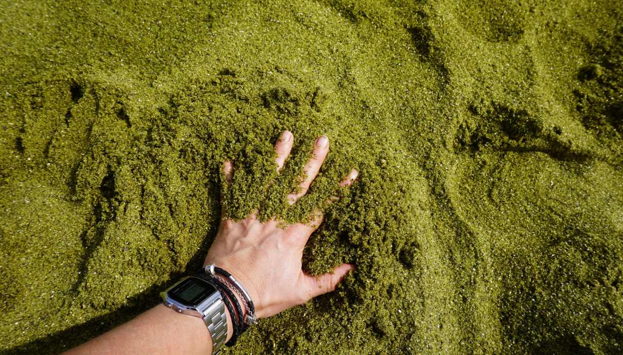 The Clash – Maglietta Rock The Casbah, Maglietta Clash, Maglietta Clash, Maglietta Clash, Regali Per Gli Amanti Della Musica - Italia - Foto 2