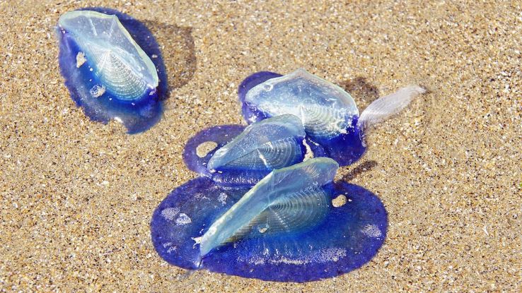 Invasione di Velella velella