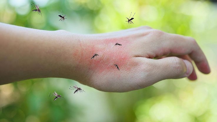 Gruppo di zanzare che punge una mano: cosa le attira?