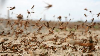 Invasione di cavallette, possibile anche in Italia?