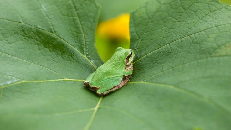Gracixalus patkaiensis è una raganella verde di piccole dimensioni con caratteristiche uniche