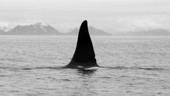 Un'orca in mare aperto