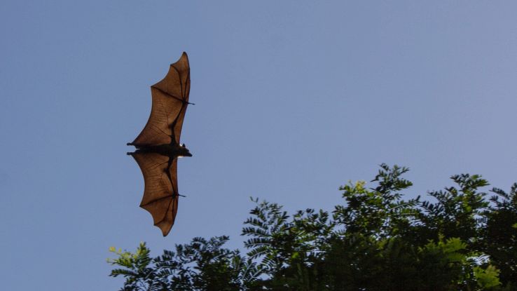 Scoperta in India una nuova specie di pipistrello dalle ali piegate