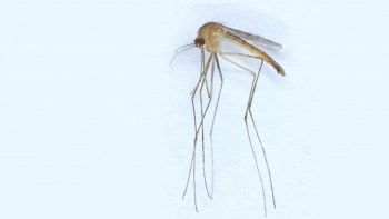 La zanzara Culex modestus ha raggiunto la Finlandia