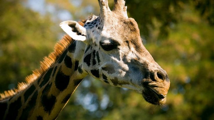 Sono tornate le giraffe in Angola