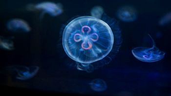 I segreti della medusa immortale