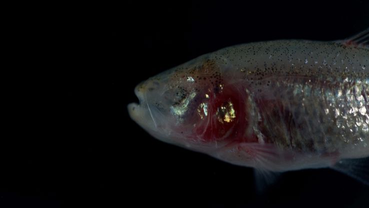 Un raro pesce cieco degli abissi riesce a "vedere" al buio
