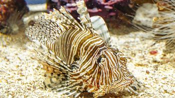 Esemplare di pesce scorpione