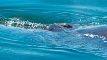 Orche e delfini, superato il punto di non ritorno