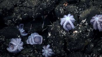 Raro vivaio di Polpi ritrovato in costa Rica