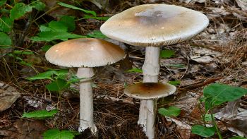 Amanita falloide