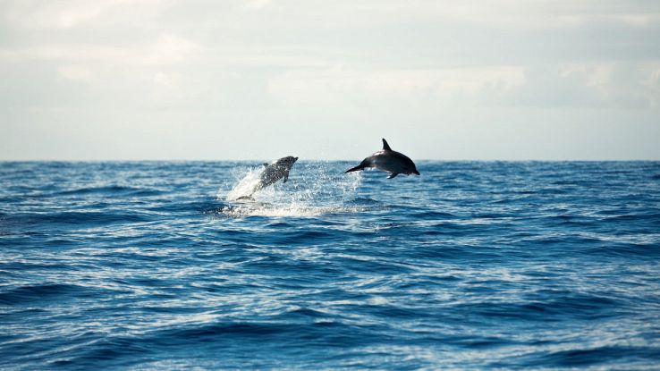 Delfini in mare aperto