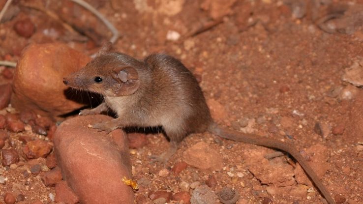 Due nuove specie piccolissime scoperte in Australia