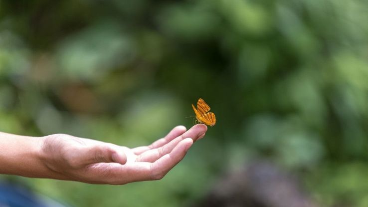 Il fenomeno della farfalla dorata