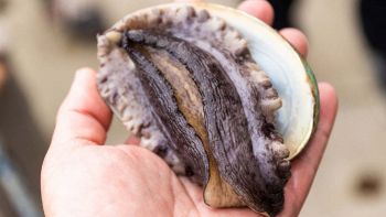 Lumache marine abalone