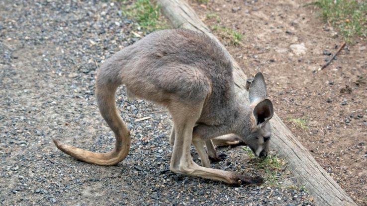 Mini canguri australiani sono tornati grazie ai volontari del WWF
