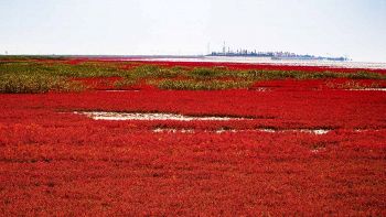 Spiaggia rossa in Cina: ecco Panjin