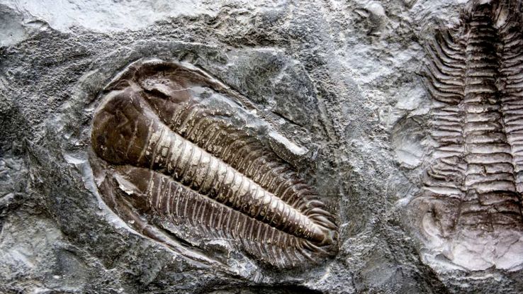 Trilobite con una caratteristica insolita