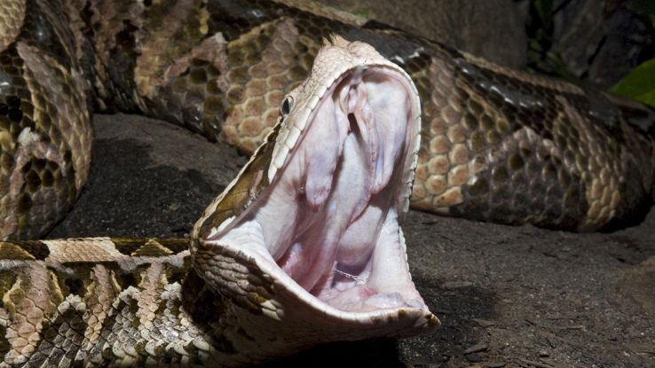 Vipera del Gabon, dal morso letale