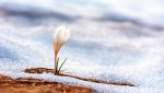 Fiori crescono in Antartide ma non è un buon segno