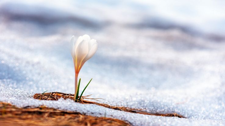 Fiori crescono in Antartide ma non è un buon segno