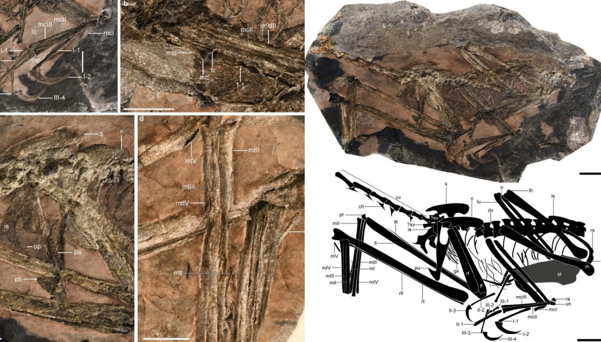 Bird-like dinosaur fossils discovered in China