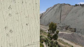Bolivia, le impronte di dinosauro più estese mai viste