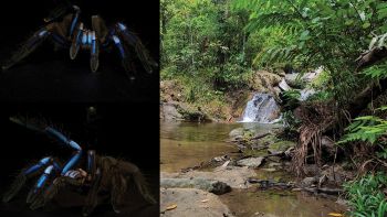 La tarantola blu elettrico scoperta nelle foreste di mangrovie thailandesi
