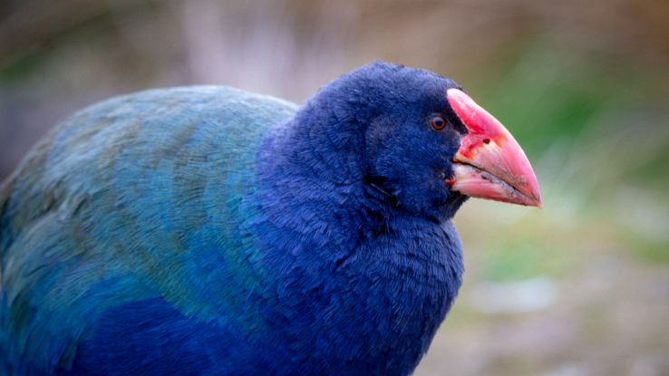 Il takahē non si è estinto e vive ancora in Nuova Zelanda