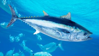 Codice FAO per la scelta del tonno confezionato