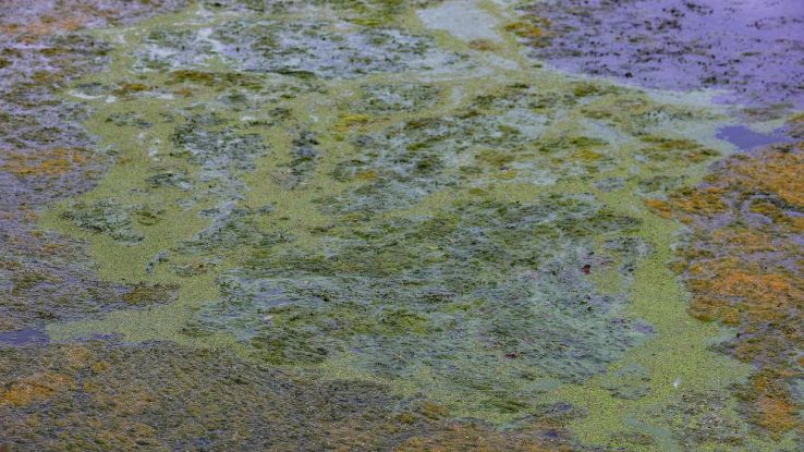 Lough Neagh, lago verde tossico in Irlanda del Nord