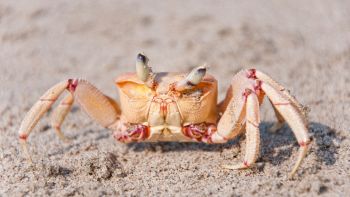 Granchi alieni nel Mediterraneo