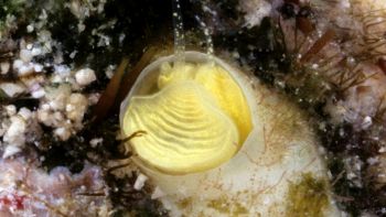 Lumaca gialla scoperta nella barriera corallina