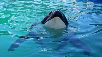 Lo strano comportamento delle orche residenti del Pacifico