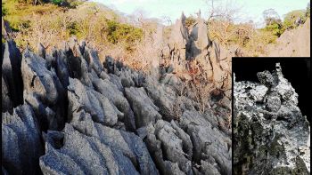 Scoperta nuova specia di lucertola drago