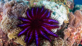 La stella marina corona di spine uccide i coralli